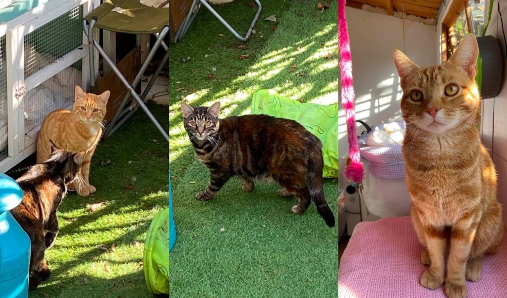 Final missing cat found safe after disappearing from St Brelade cattery