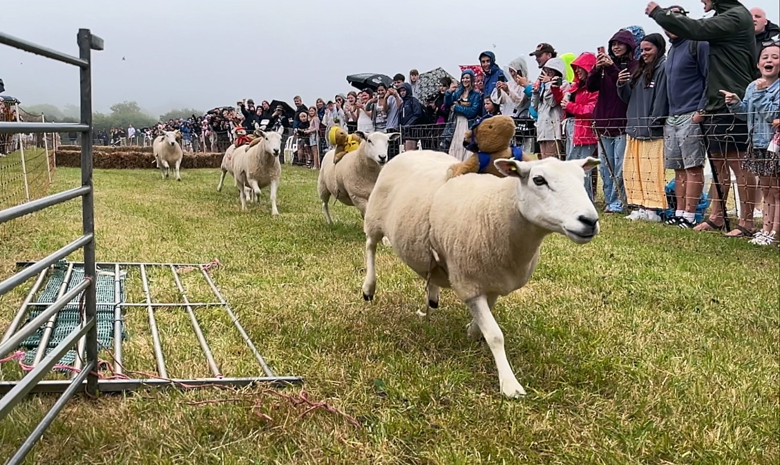 Sheep Racing Rodeo Final Sheep Racing this weekend? - Bailiwick Express