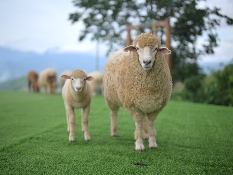A pair of sheep in a field.