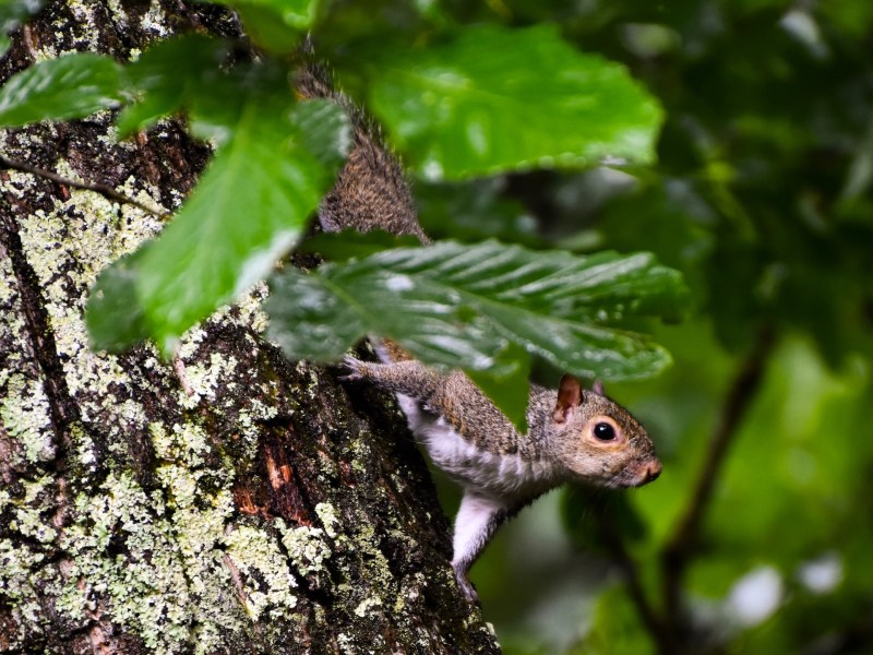 Sneaky Gray Squirrel Peeking Out