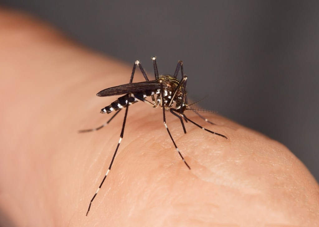 Mosquito,Asian tiger mosquito, forest mosquito, sucking
