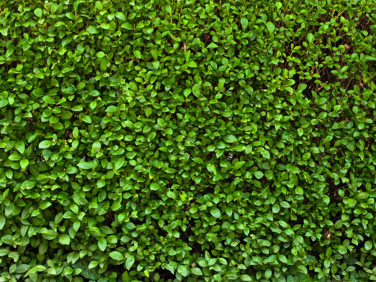 Neighbours bury the hatchet… behind a hedge