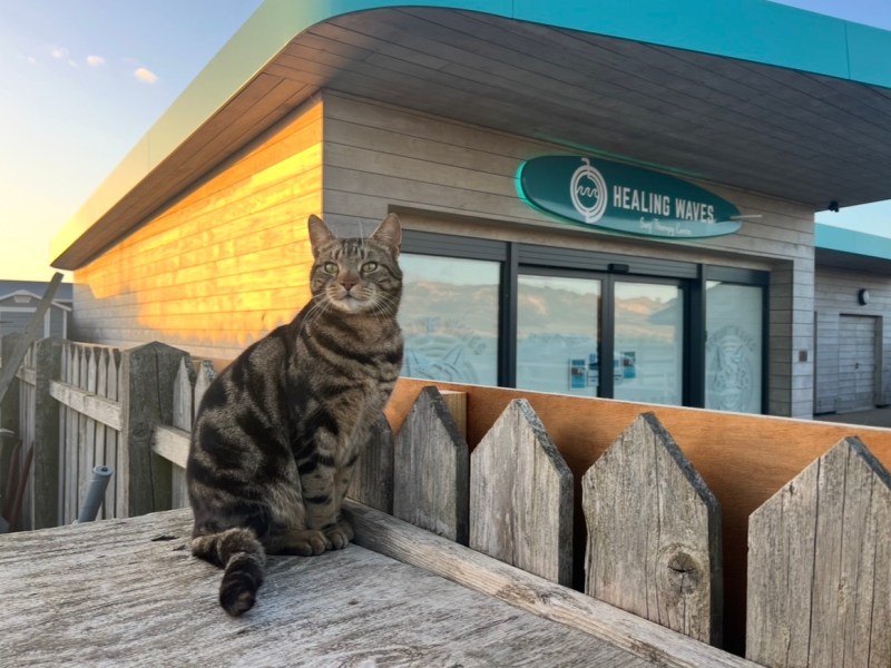 FOCUS: “Merlin’s story is a reminder that sometimes animals choose their own families”