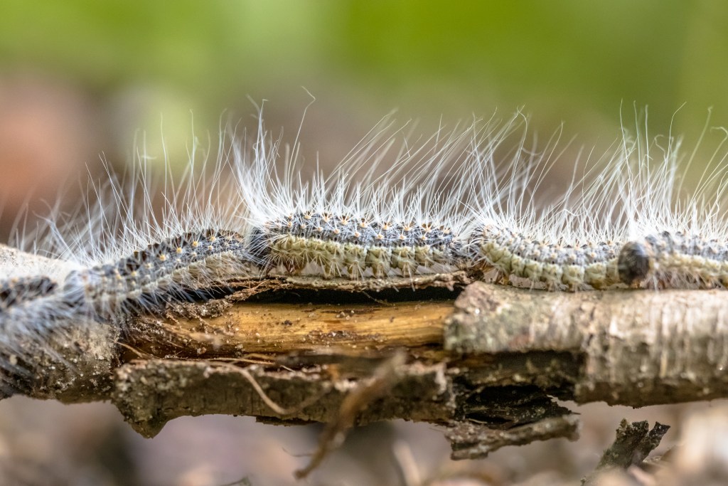 Doctors warned to look out for toxic caterpillar symptoms