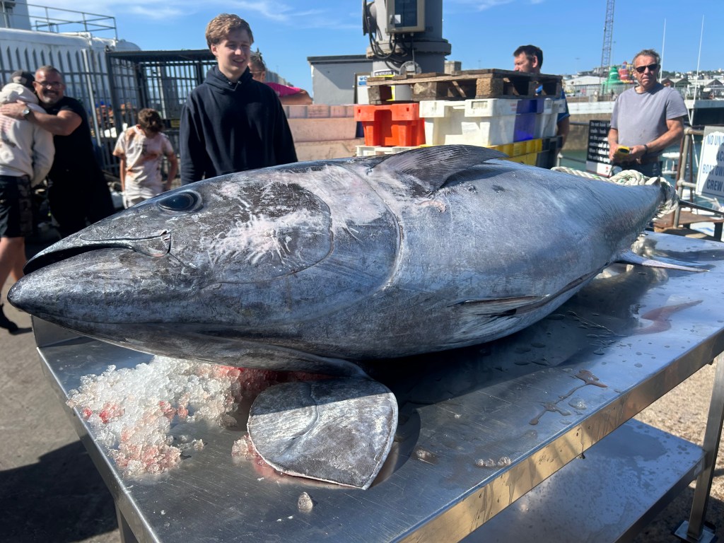 EXPLAINED: Why fishermen are hoping Jersey will get 'hooked' on the premium taste of bluefin tuna