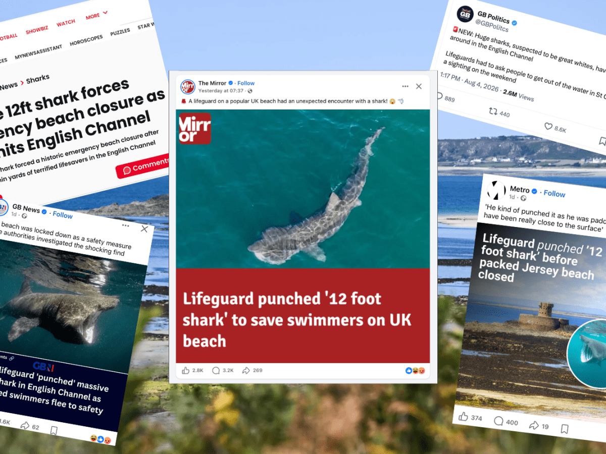 INSIGHT: How Jersey’s ‘super calm’ shark sighting grew teeth