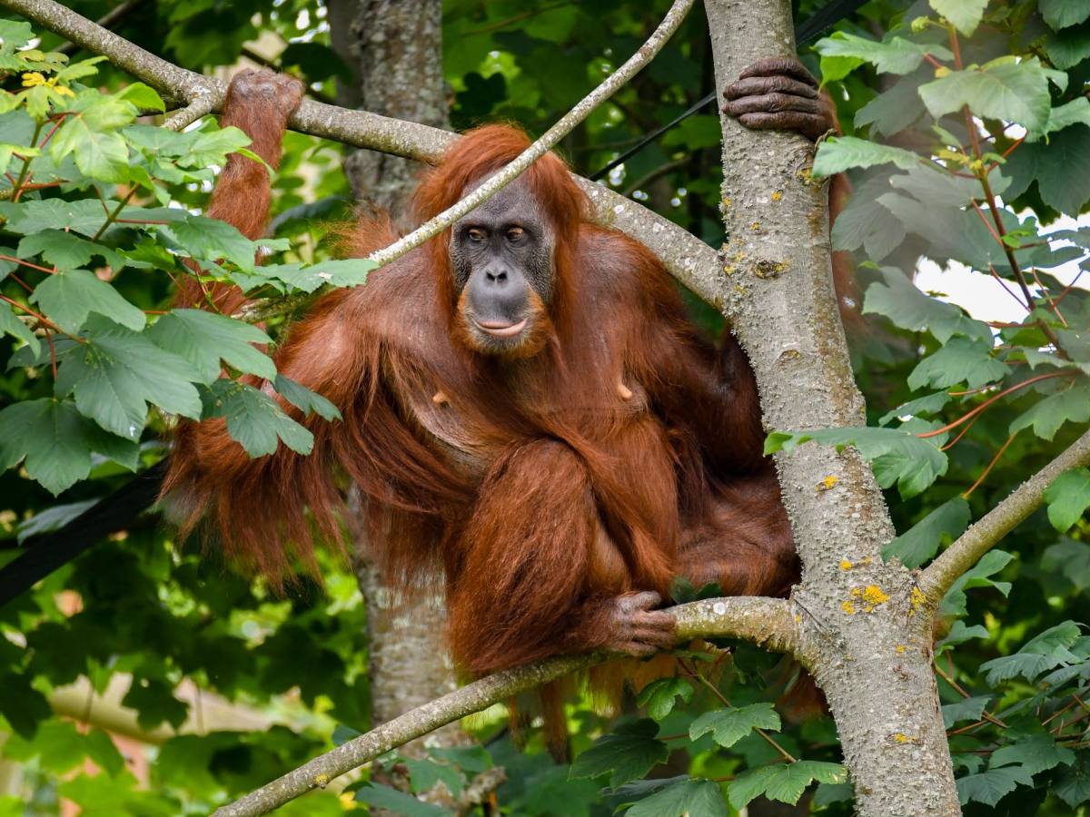 “Much-loved” orangutan euthanised after health decline