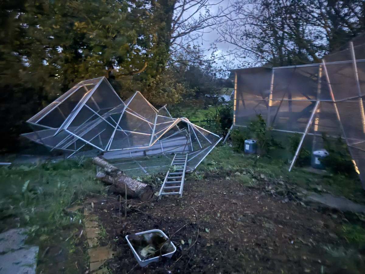Tree smashes GSPCA phone lines as Storm Austen damages shelter… but staff and animals safe