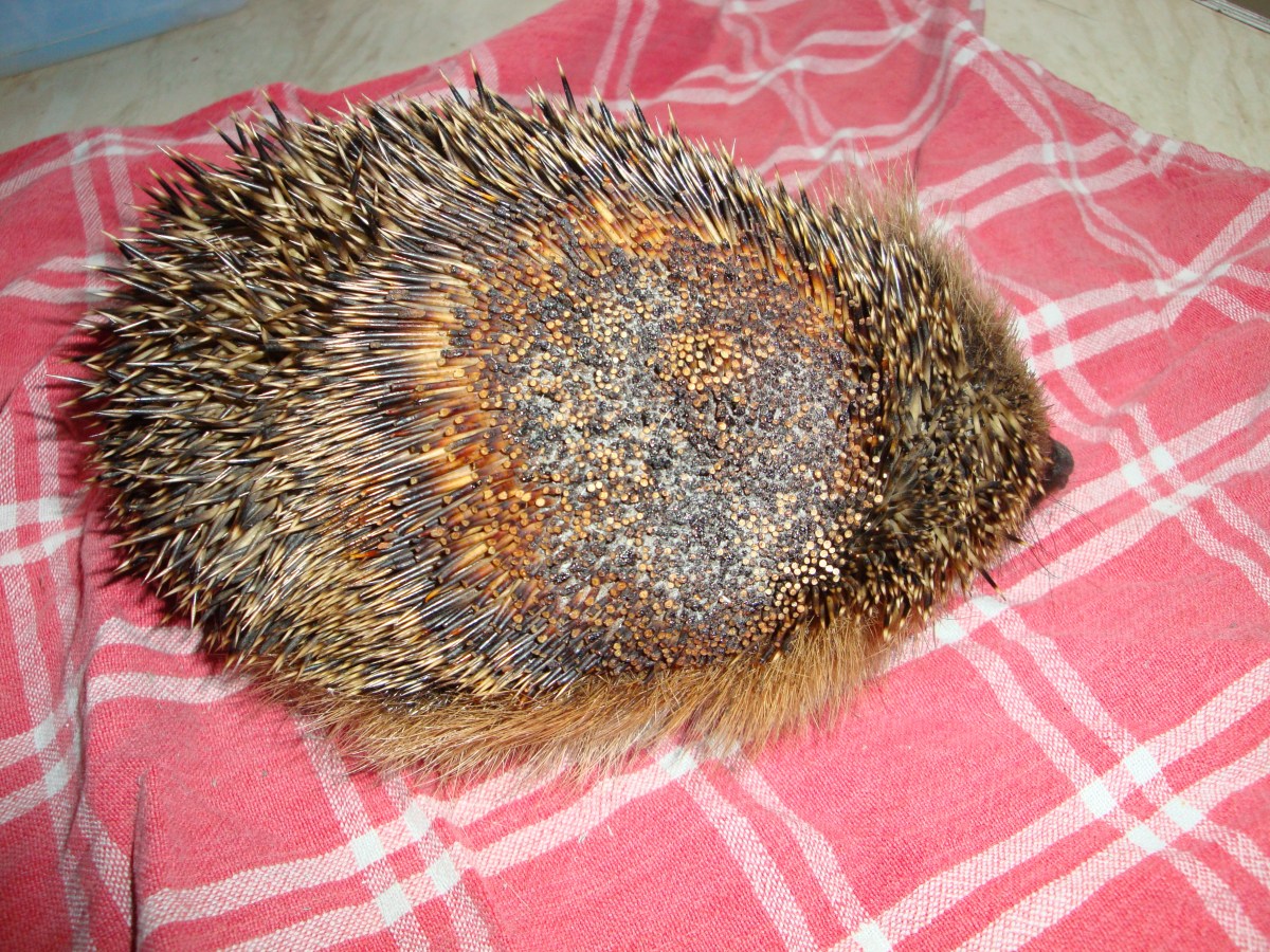 Islanders urged to check bonfires for hedgehogs after Storm Austen