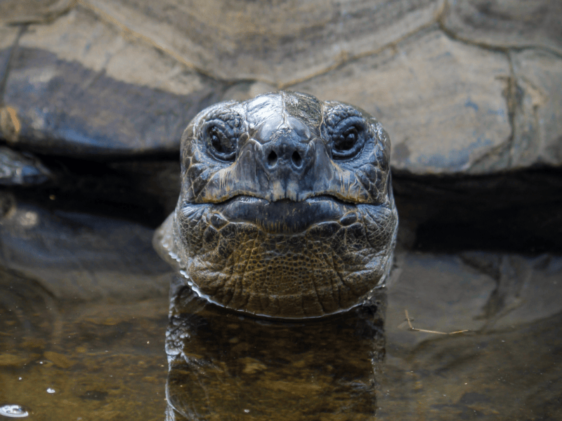 Centenarian tortoise to be euthanised on welfare grounds