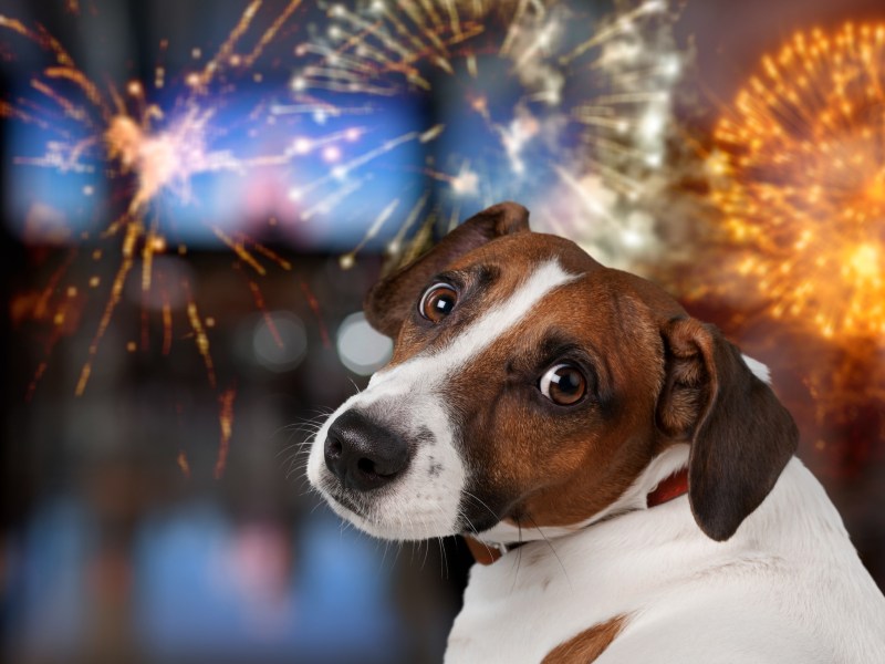 Cute domestic dog looking on the fireworks