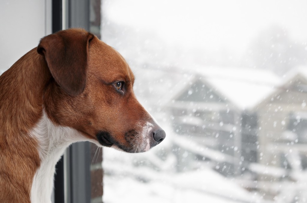 Curios dog looking at snow falling outside the window during a blizzard or snow storm. Side view of brown puppy dog looking at snowy buildings in the city. Female Harrier mix dog. Selective focus.